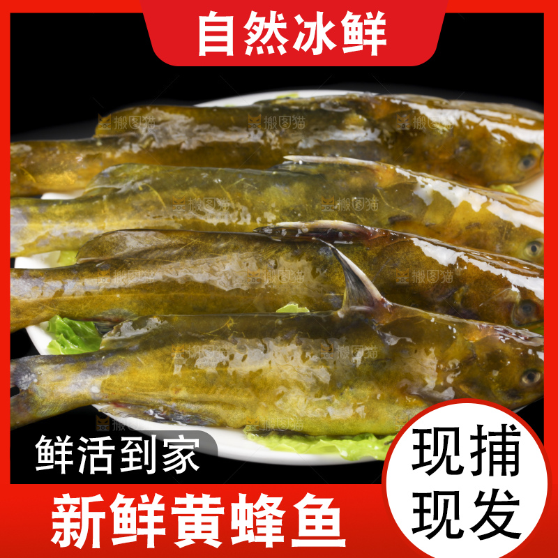 黑底上的黄骨鱼