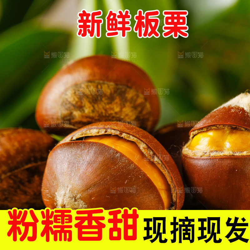 木底上的迁西板栗
