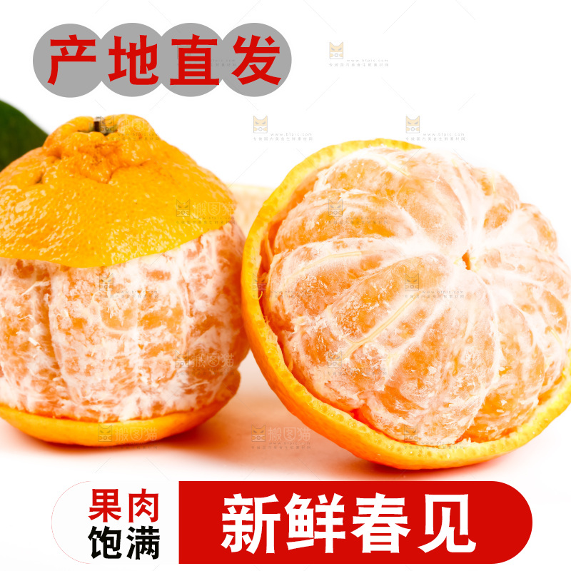 白底上的春见耙耙柑
