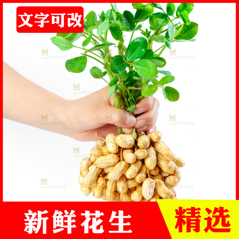 白底上手里拿着新鲜带壳花生