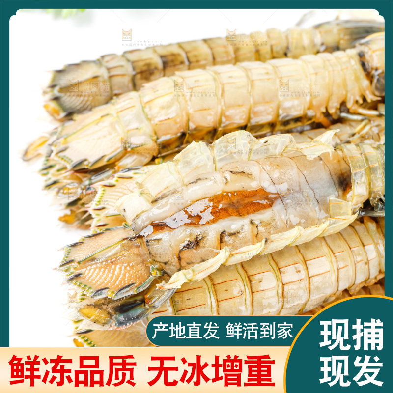 白底上的皮皮虾