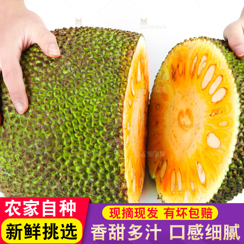 手里拿着红肉菠萝蜜