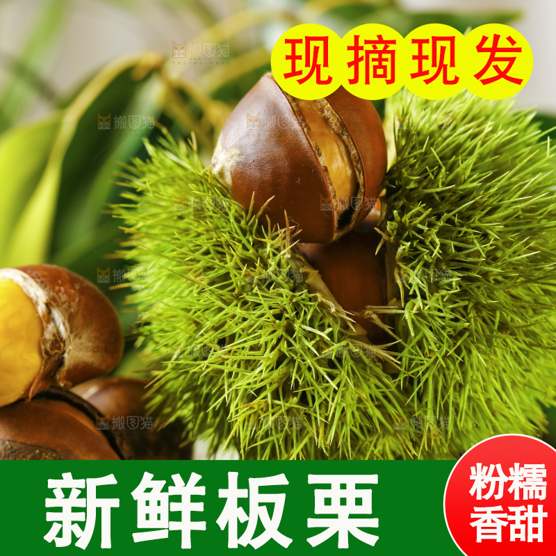 深底上的迁西板栗