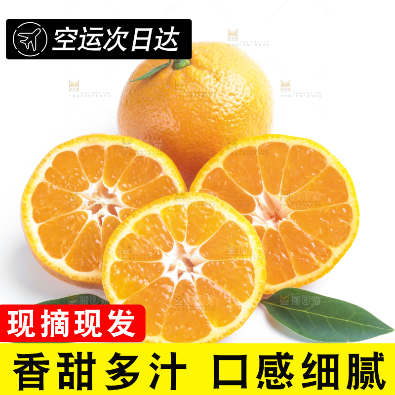 白底上的椪柑