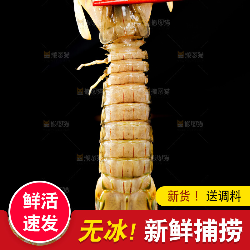 筷子上夹着虾姑