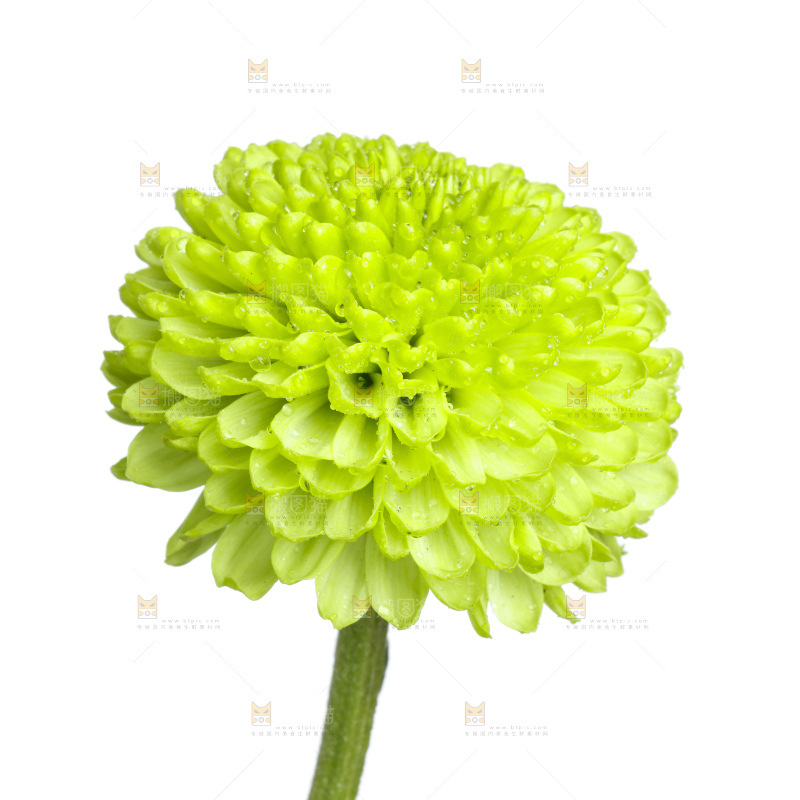 白底上放着绿色绣球菊