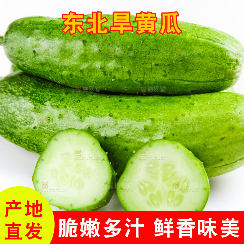 白底上的旱黄瓜