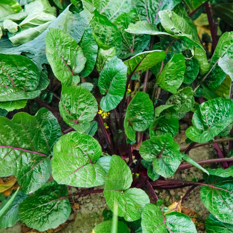 地里种着蔬菜
