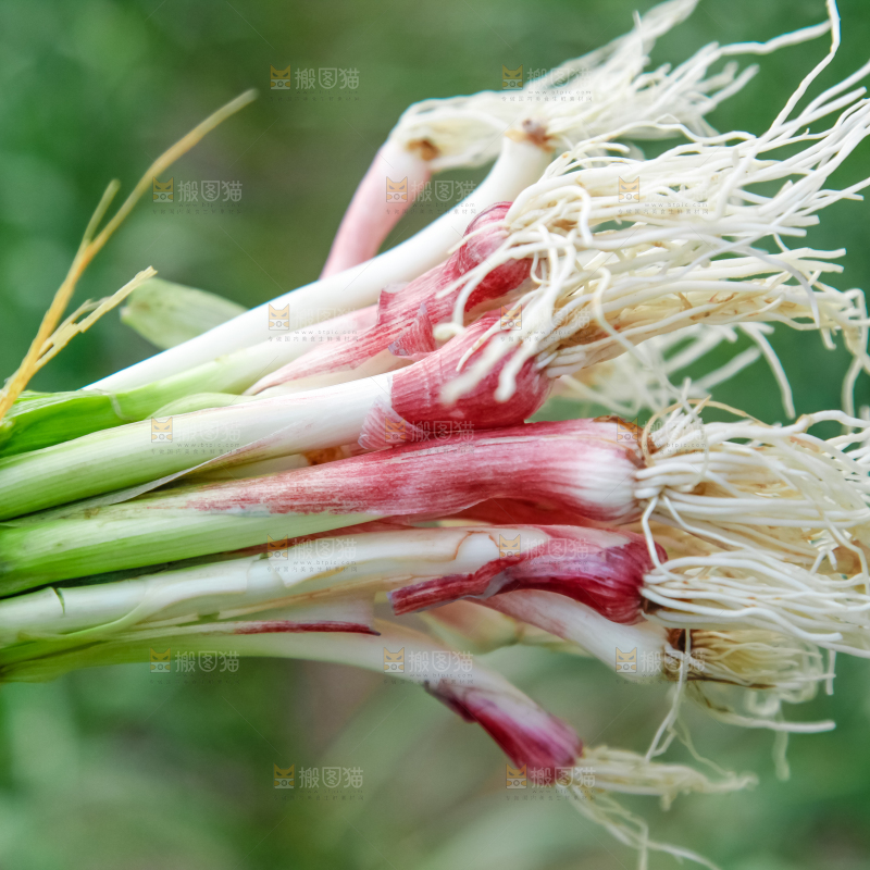 手里拿着蒜苗
