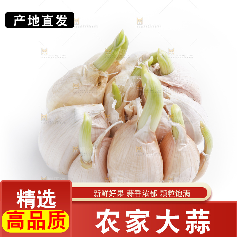 白底上的山东大蒜头