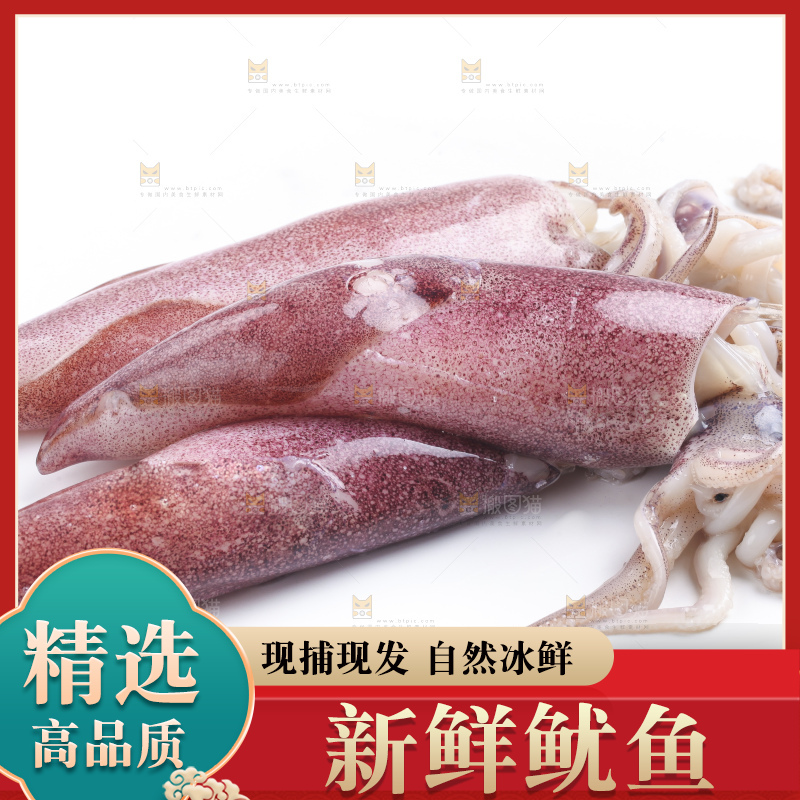 白底上的鱿鱼