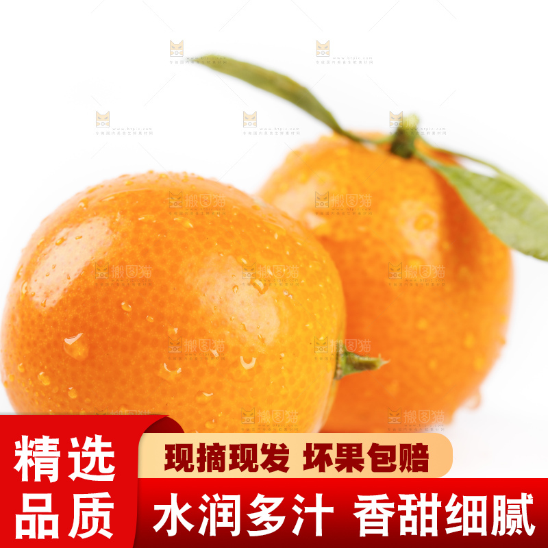 白底上的金桔