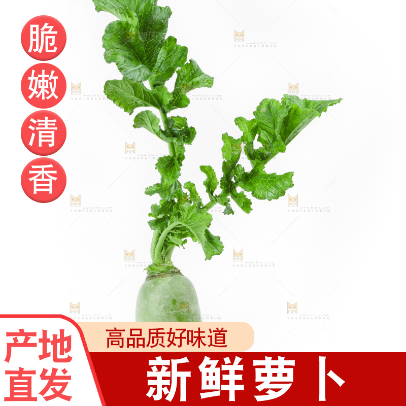 白底上的青萝卜