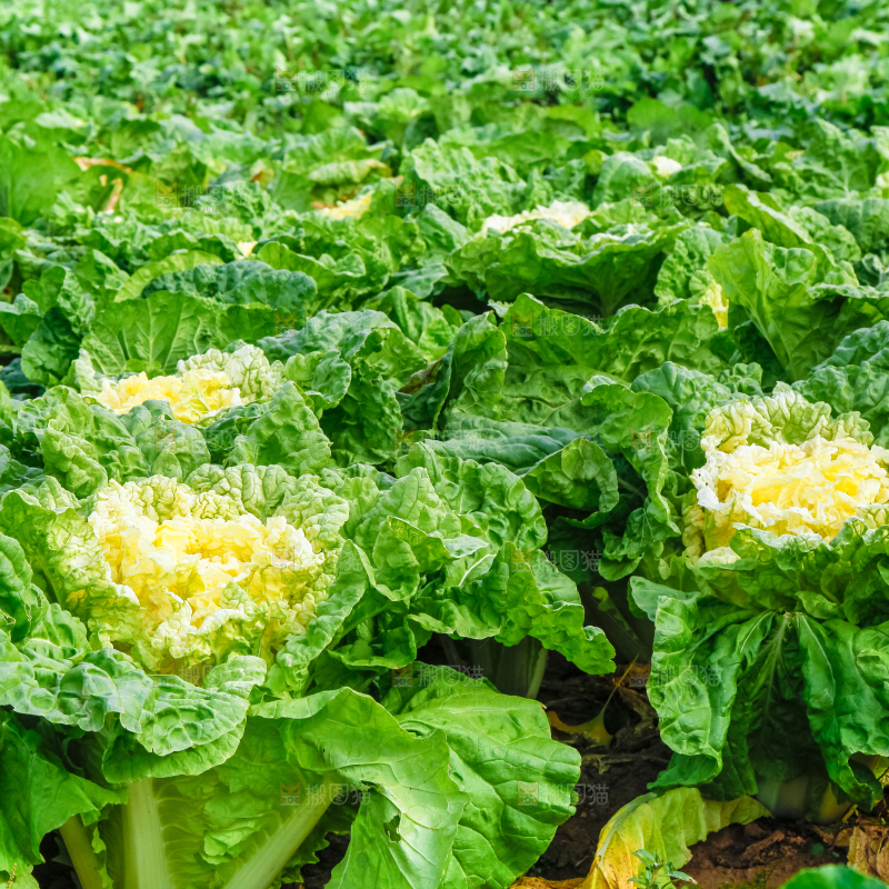 白菜产地