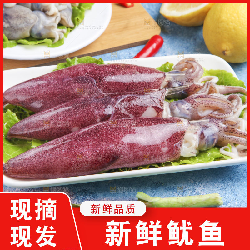 蓝底上的鱿鱼