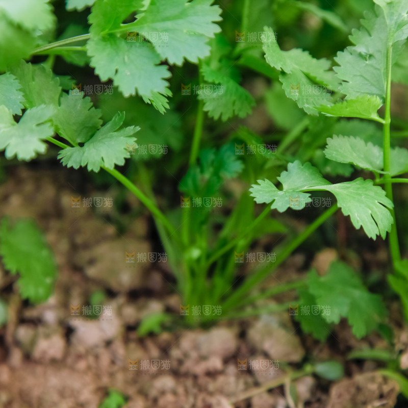 地里种着蔬菜