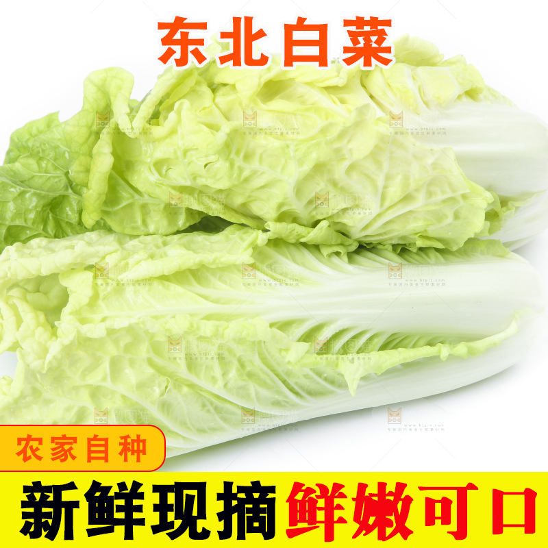 白底上放着大白菜