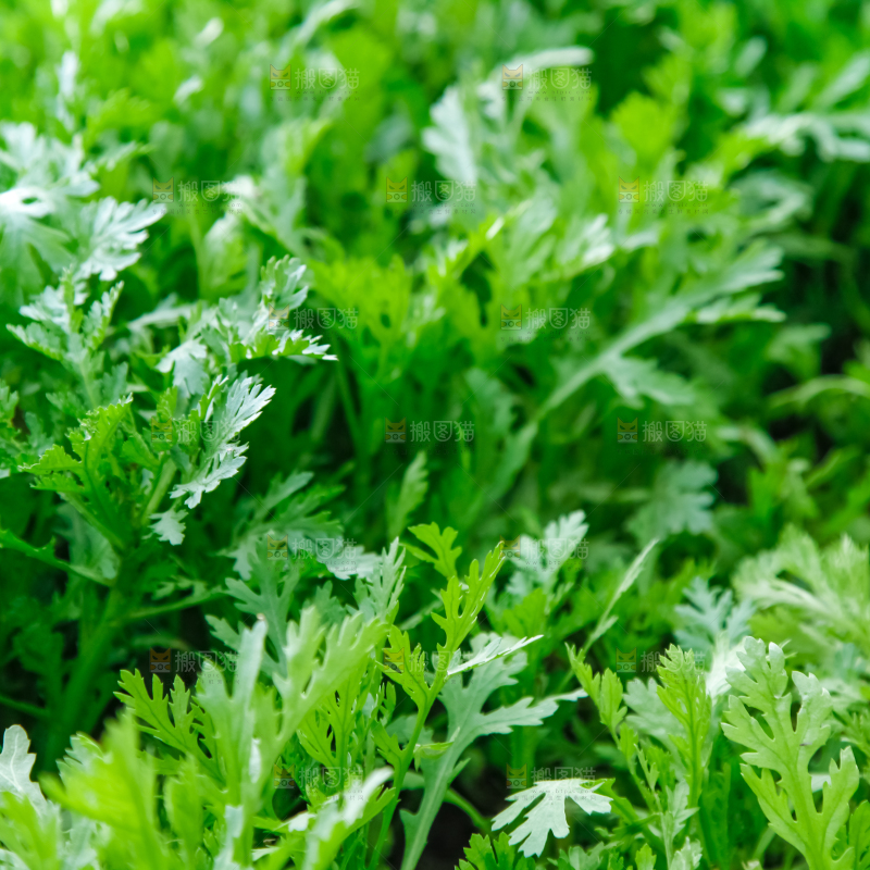 地里种着蔬菜