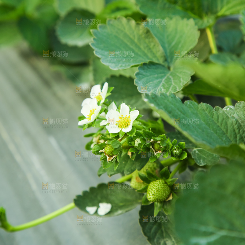 草莓种植基地