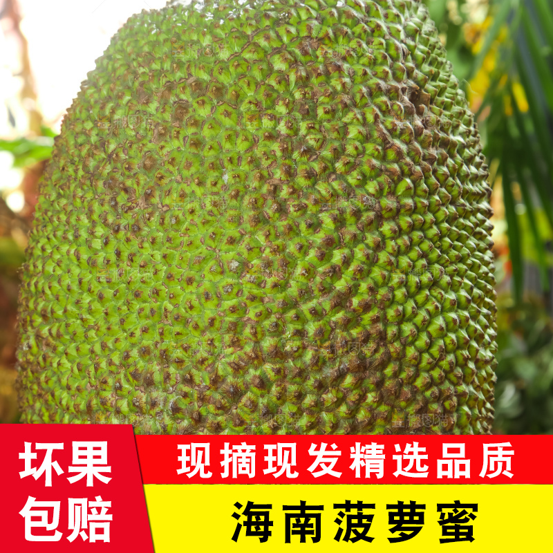 浅底上的泰国红心菠萝蜜