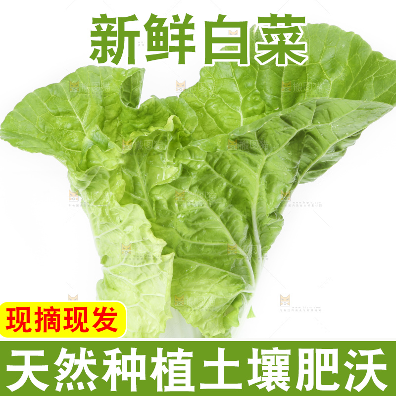 白底上放着大白菜
