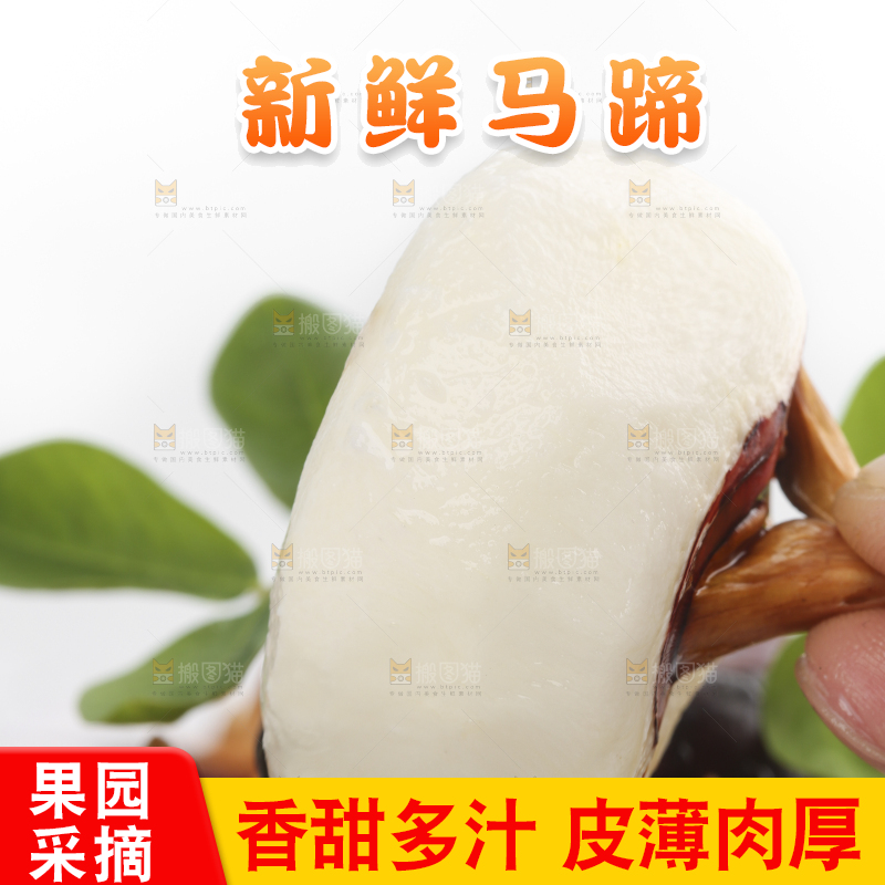 手里拿着湖北新鲜马蹄