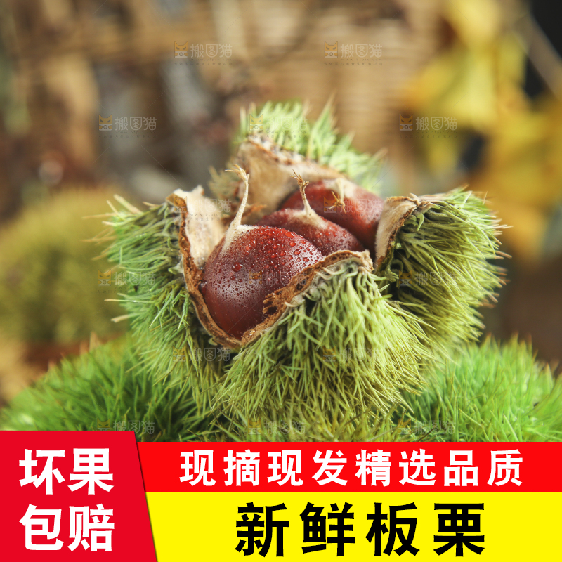 篮子里的迁西板栗