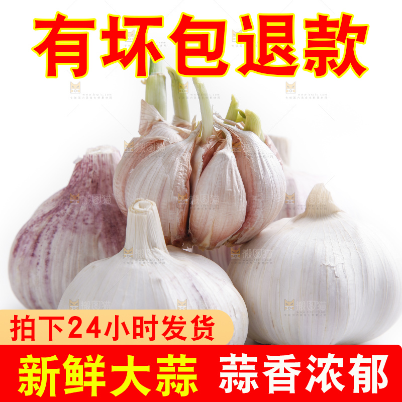 白底上的山东大蒜头