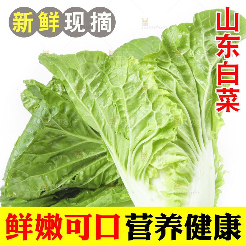 白底上放着大白菜