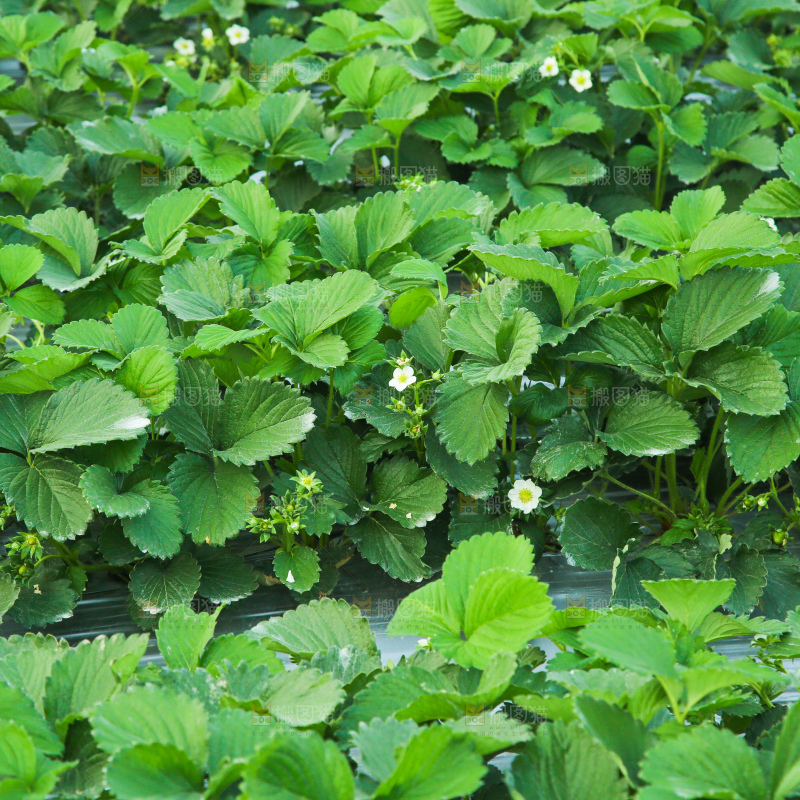 草莓种植基地