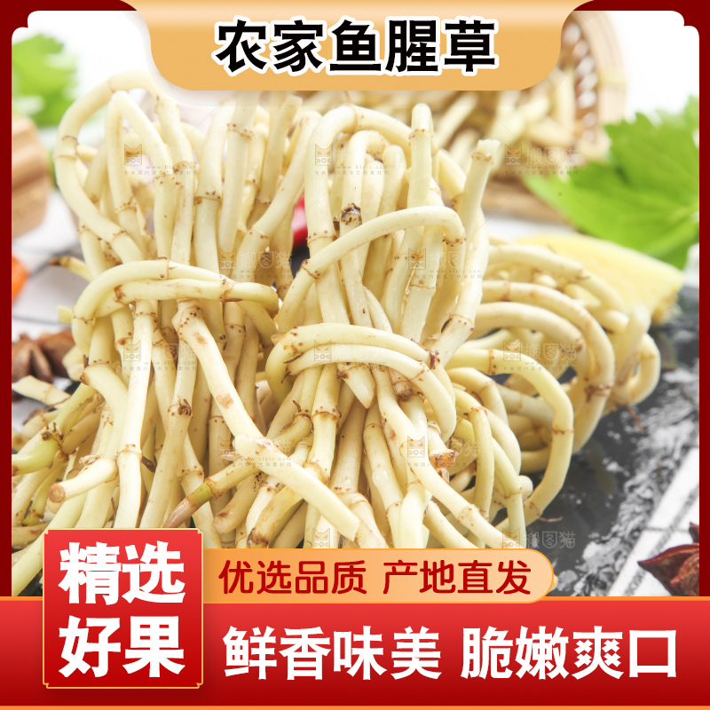 石板上的鱼腥草