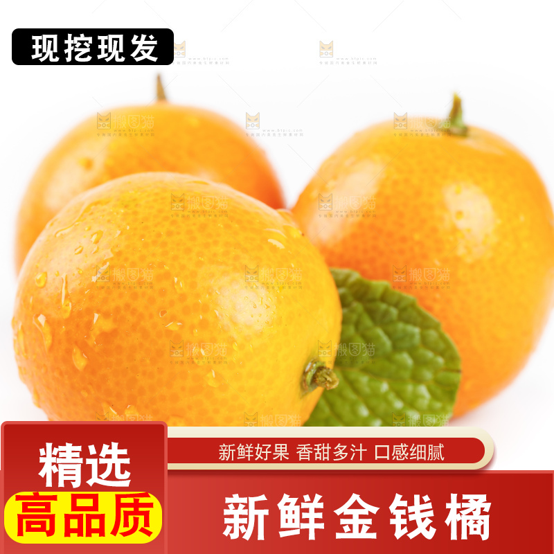 白底上的金桔