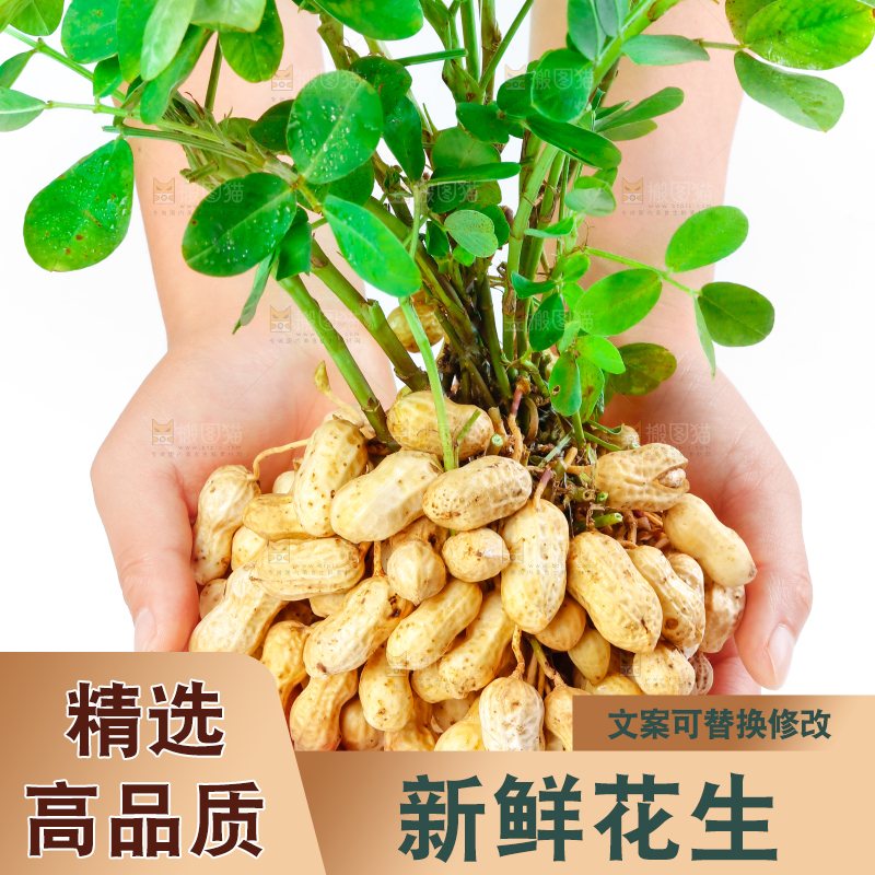 手上捧着湿花生