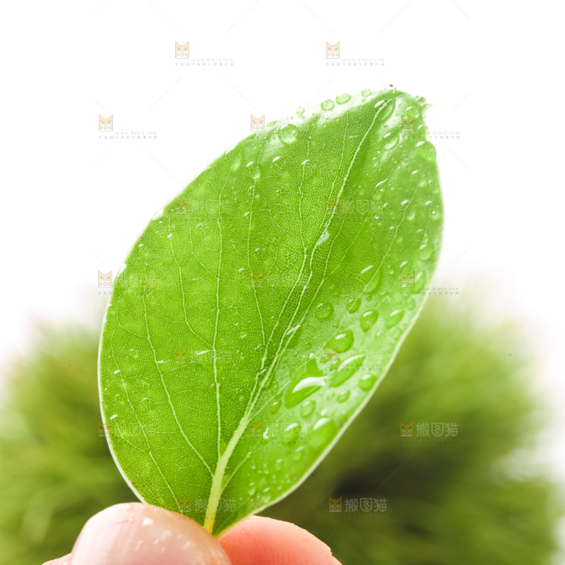 手里拿着板栗叶子