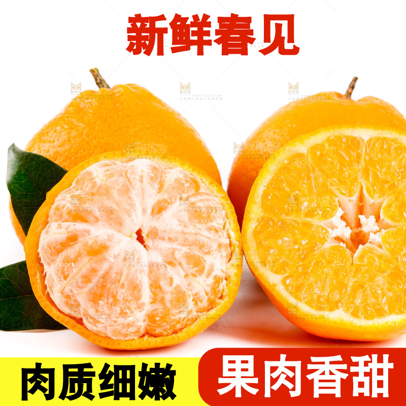 白底上的春见耙耙柑