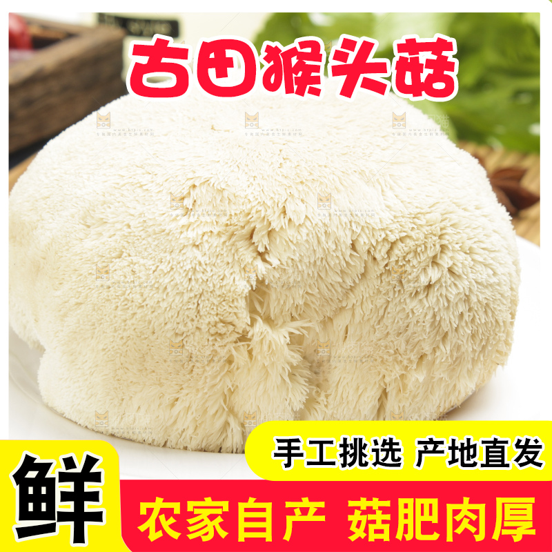 盘子里装着新鲜猴头菇