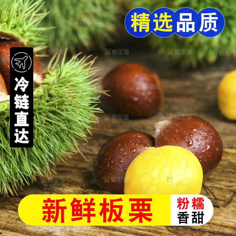 木底上的迁西板栗