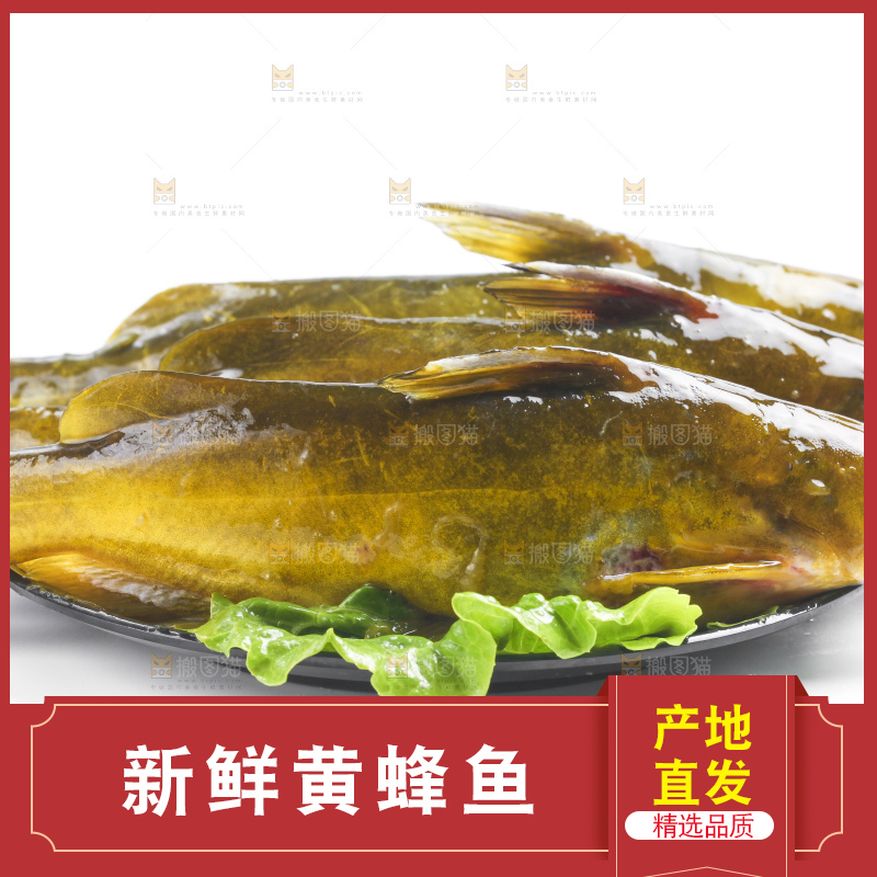 白底上放着黄蜂鱼
