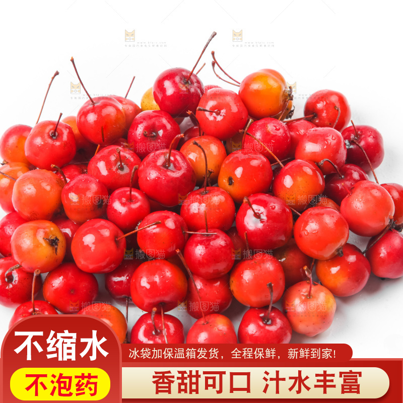 白底上的东北海棠果