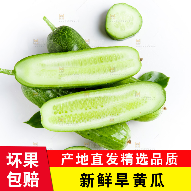 白底上的旱黄瓜