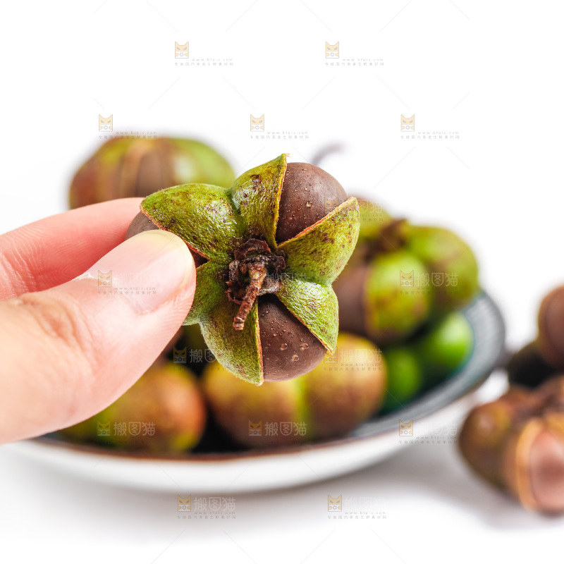 手里拿着茶树果