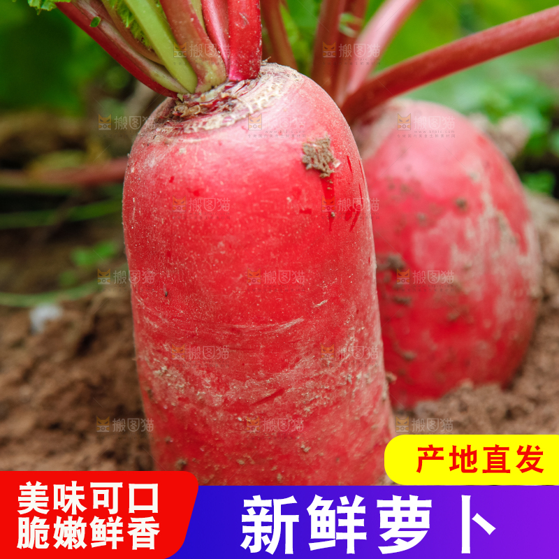 地里种着红萝卜