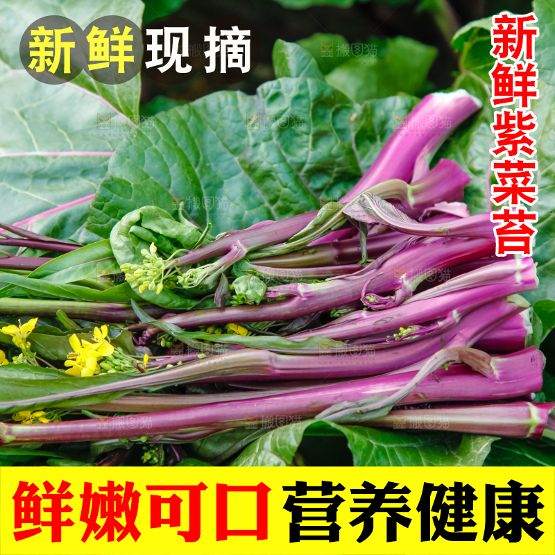手里拿着紫菜苔
