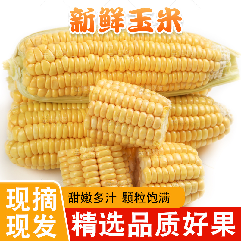白底上的新鲜玉米