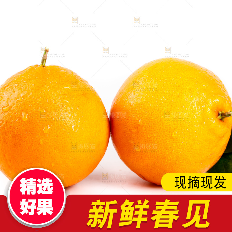 白底上的春见耙耙柑