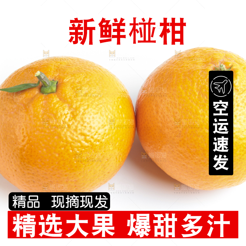 白底上的椪柑