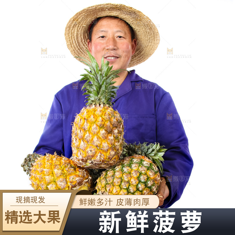 农民手里拿着香水菠萝