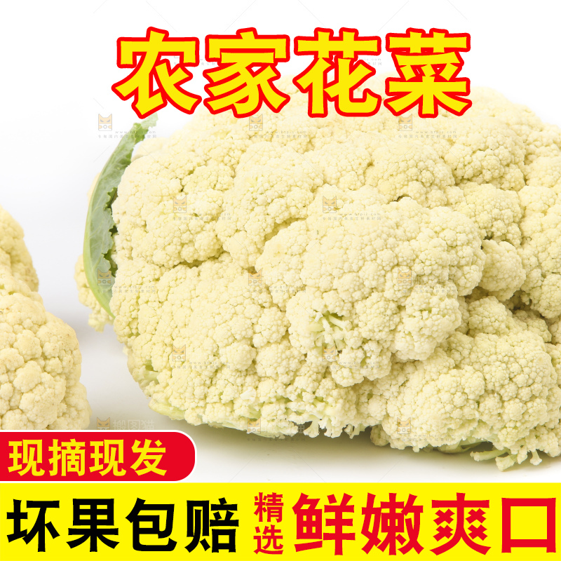 白底上的花菜