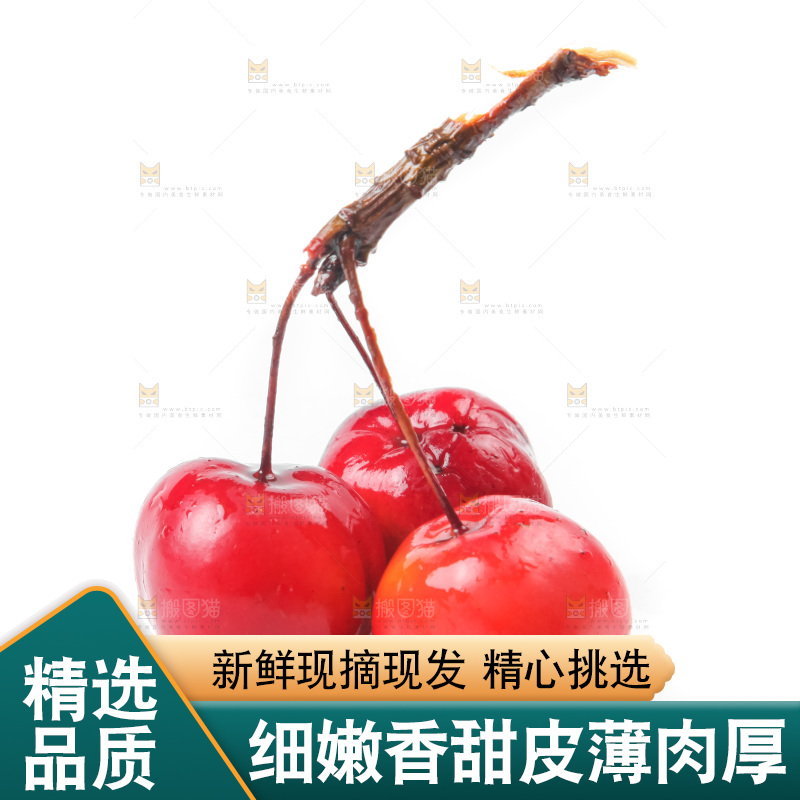 白底上的东北海棠果