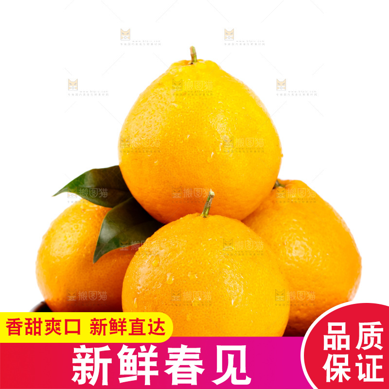 白底上的春见耙耙柑
